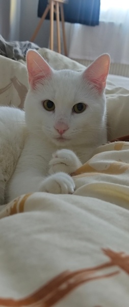 Ankara Kedisi, Kedi  Pars fotoğrafı