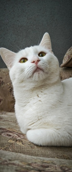 Ankara Kedisi, Kedi  Pars fotoğrafı