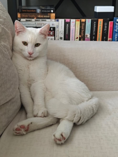 Ankara Kedisi, Kedi  Pars fotoğrafı