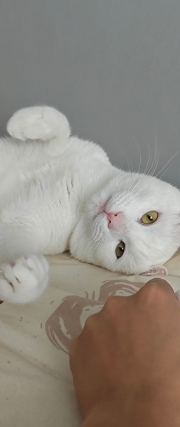 Ankara Kedisi, Kedi  Pars fotoğrafı