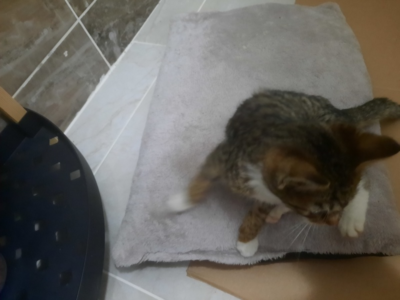 Tekir Kedi, Kedi  Yumak fotoğrafı