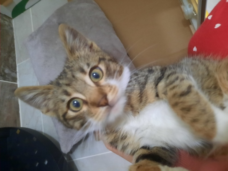 Tekir Kedi, Kedi  Yumak fotoğrafı