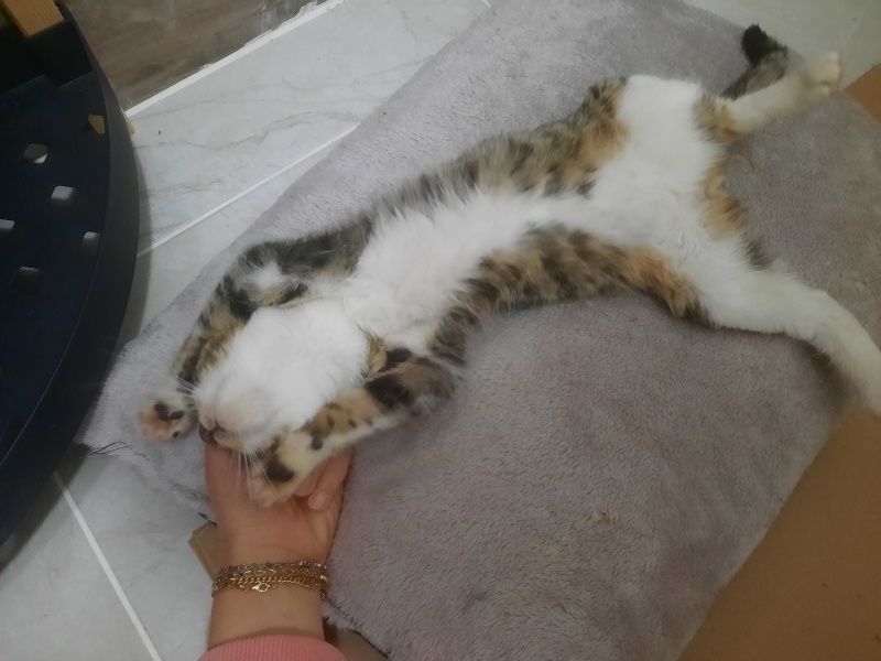 Tekir Kedi, Kedi  Yumak fotoğrafı