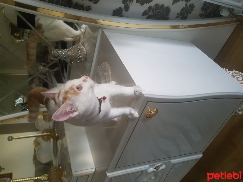 Soke, Kedi  Benekli fotoğrafı