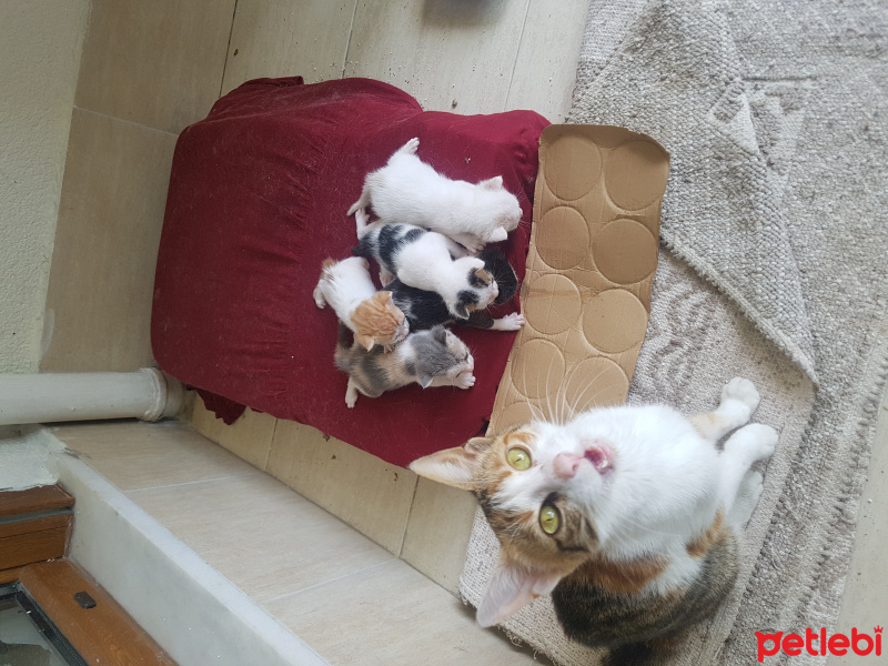 Soke, Kedi  Benekli fotoğrafı