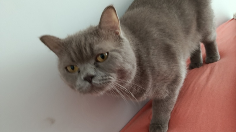 British Shorthair, Kedi  Köpük fotoğrafı