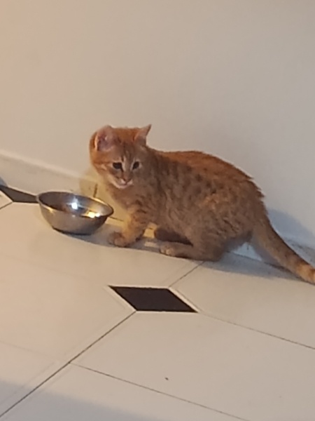 Sarman, Kedi  Leo fotoğrafı