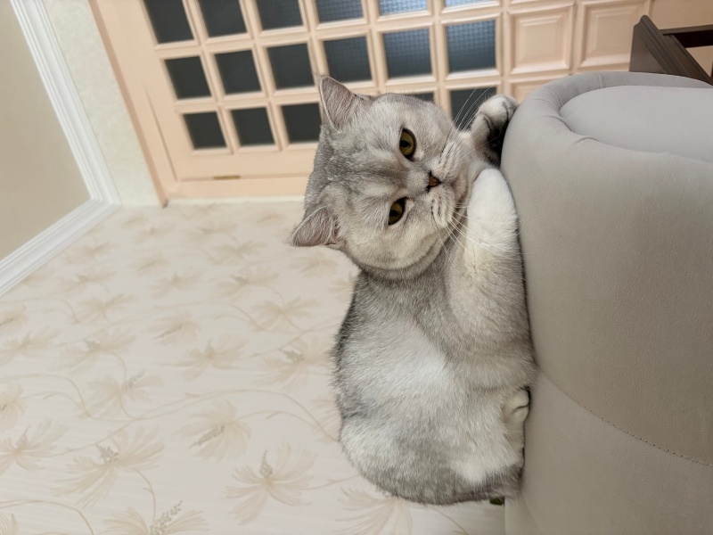 British Shorthair, Kedi  Puffy fotoğrafı