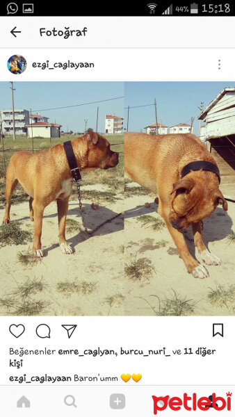 Boxer, Köpek  Baron fotoğrafı