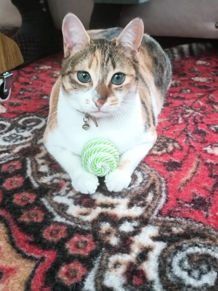 Tekir Kedi, Kedi  Defne fotoğrafı