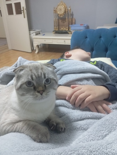 Scottish Fold, Kedi  Duman fotoğrafı