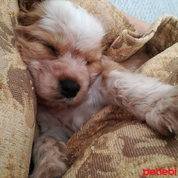 İngiliz Cocker Spaniel, Köpek  Patique fotoğrafı