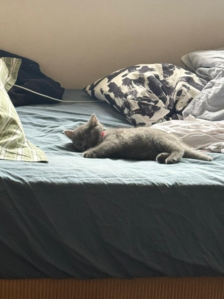 British Shorthair, Kedi  luna fotoğrafı