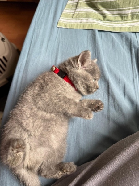 British Shorthair, Kedi  luna fotoğrafı