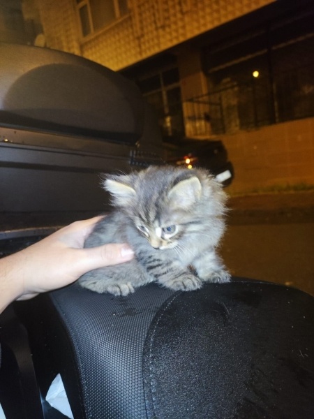 Norwegian Forest, Kedi  Pıtırcık Paşo fotoğrafı