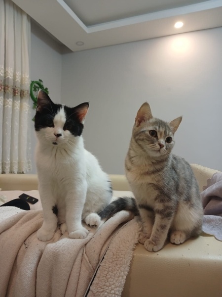 Tekir Kedi, Kedi  Latte fotoğrafı