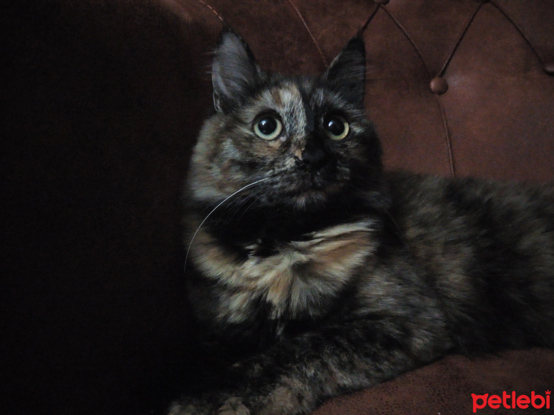 Tekir Kedi, Kedi  Arya fotoğrafı