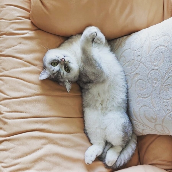 Scottish Fold, Kedi  Sirius fotoğrafı