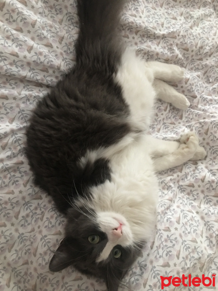Tuxedo (Smokin) Kedi, Kedi  Turşu fotoğrafı