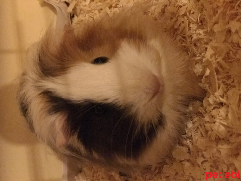 Guinea Pig, Kemirgen  Gadi fotoğrafı