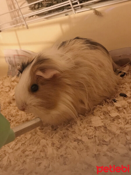 Guinea Pig, Kemirgen  Gadi fotoğrafı