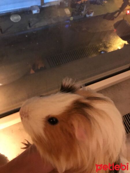 Guinea Pig, Kemirgen  Gadi fotoğrafı