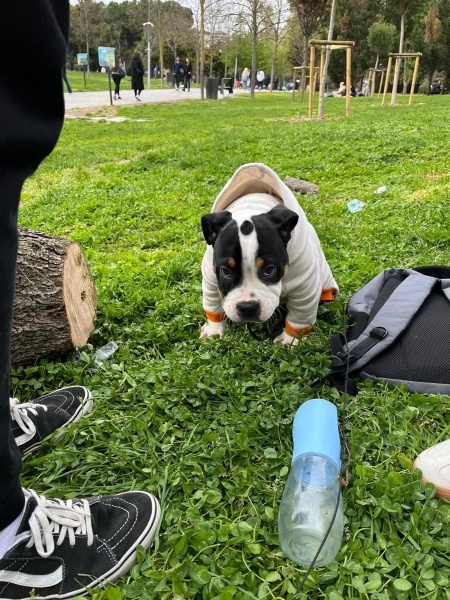 Amerikan Bulldog, Köpek  Köfte fotoğrafı