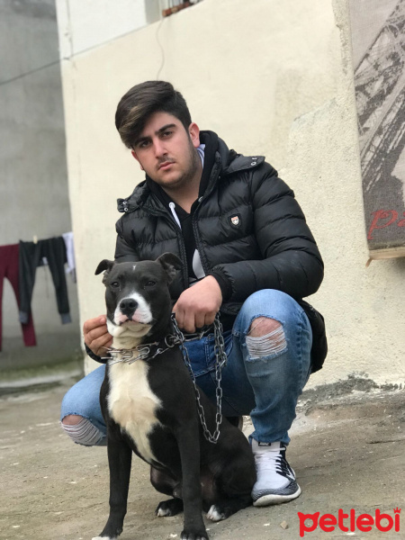 Amerikan Pitbull Terrier, Köpek  Ares fotoğrafı