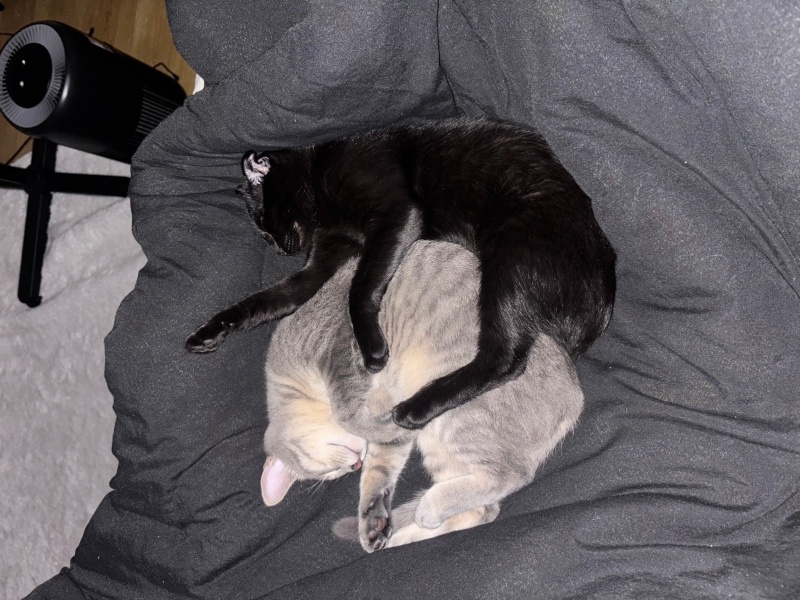 Scottish Fold, Kedi  Dudu fotoğrafı