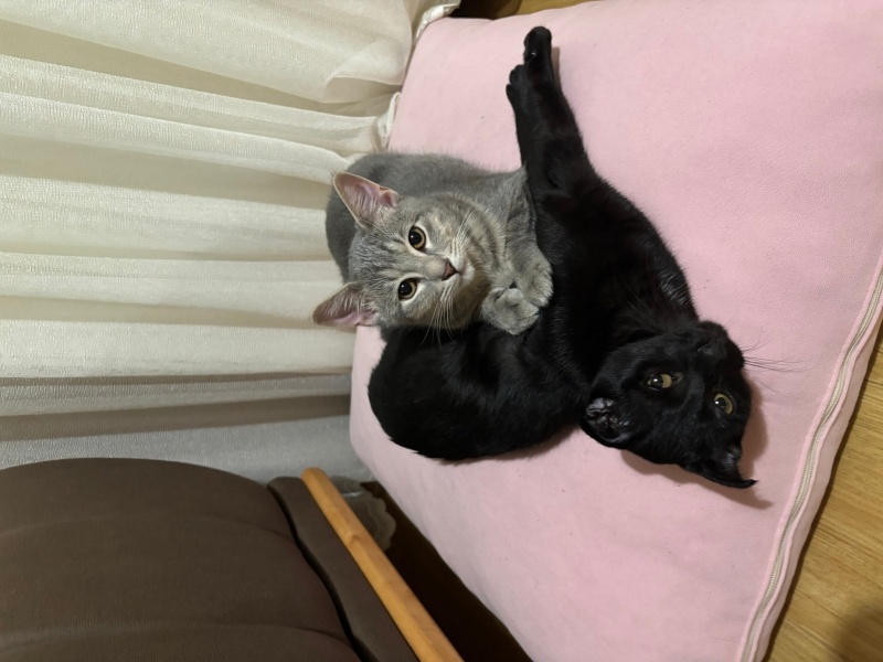 Scottish Fold, Kedi  Dudu fotoğrafı