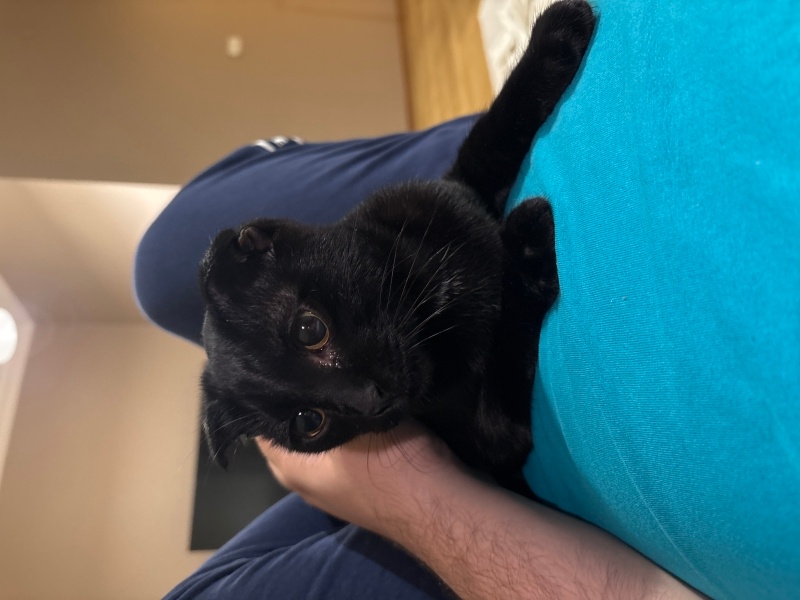 Scottish Fold, Kedi  Dudu fotoğrafı