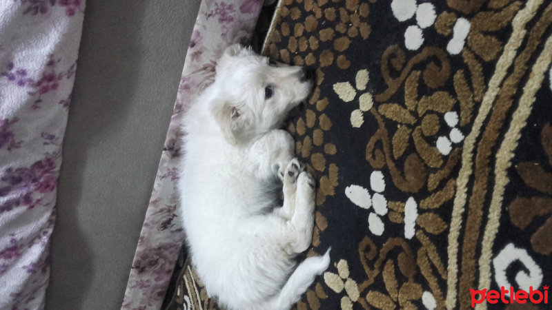 Maltese, Köpek  PAMUK fotoğrafı