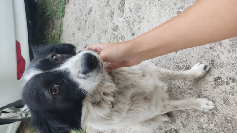 Collie, Köpek  Zeytin fotoğrafı