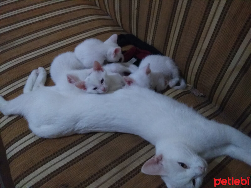 Ankara Kedisi, Kedi  Lucy fotoğrafı