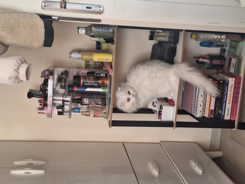 Scottish Fold, Kedi  Mia fotoğrafı