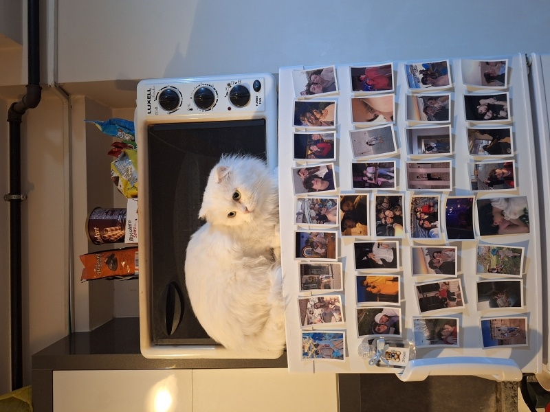 Scottish Fold, Kedi  Mia fotoğrafı