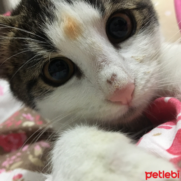 Tekir Kedi, Kedi  Kukla fotoğrafı