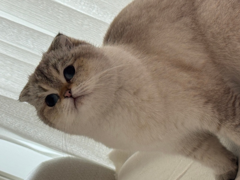 Scottish Fold, Kedi  Sütlaç fotoğrafı