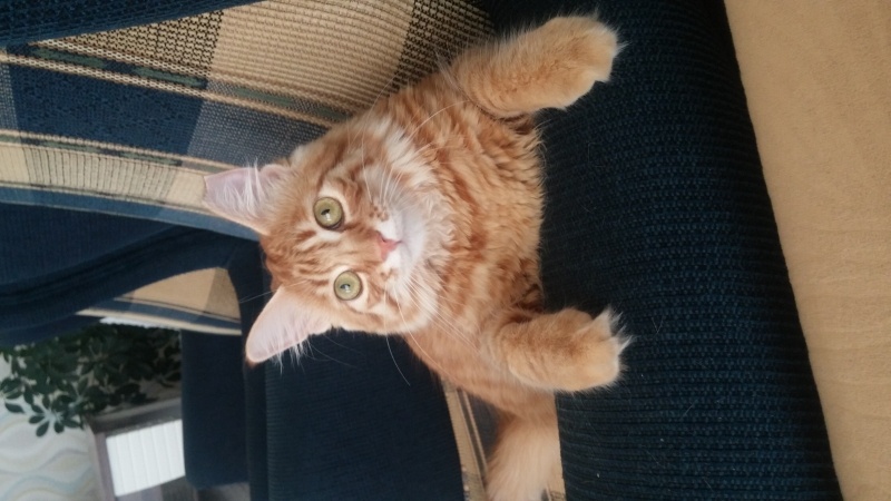 Ankara Kedisi, Kedi  Limon fotoğrafı