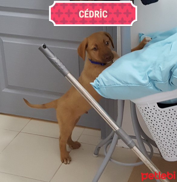 Golden Retriever, Köpek  CEDRİC fotoğrafı