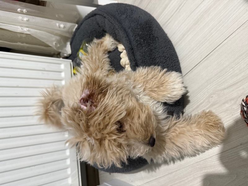 Poodle(Standart Kaniş), Köpek  Paya fotoğrafı