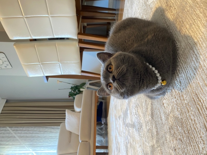 British Shorthair, Kedi  Bedo fotoğrafı