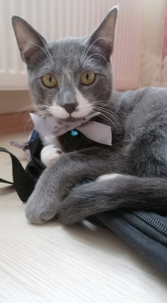 Tekir Kedi, Kedi  Yuumi fotoğrafı