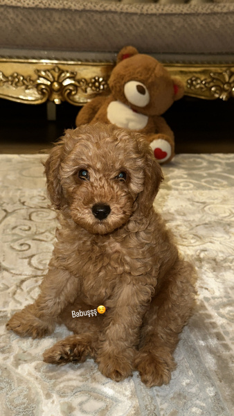 Poodle(Standart Kaniş), Köpek  Babu fotoğrafı