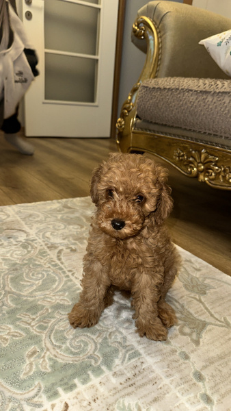 Poodle(Standart Kaniş), Köpek  Babu fotoğrafı