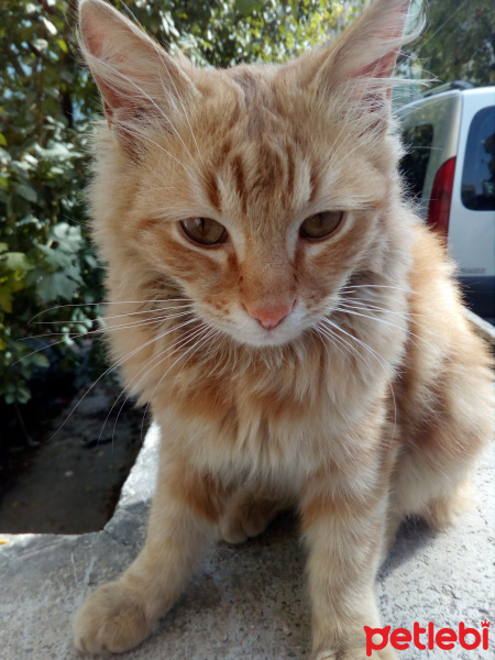 Tekir Kedi, Kedi  Leto fotoğrafı