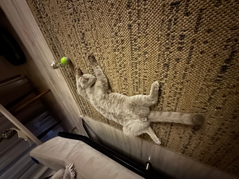 British Longhair, Kedi  Ruzy fotoğrafı