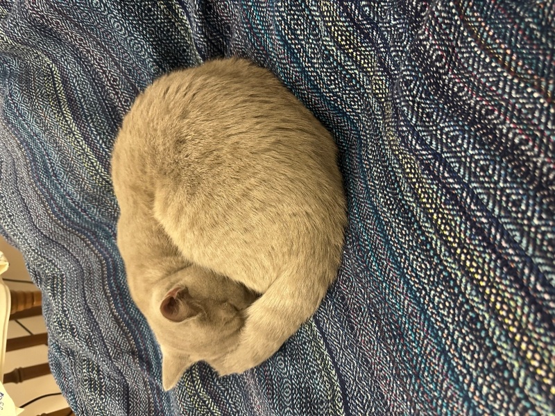 British Longhair, Kedi  Ruzy fotoğrafı
