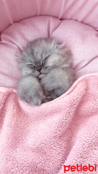 Scottish Fold, Kedi  Şeker fotoğrafı