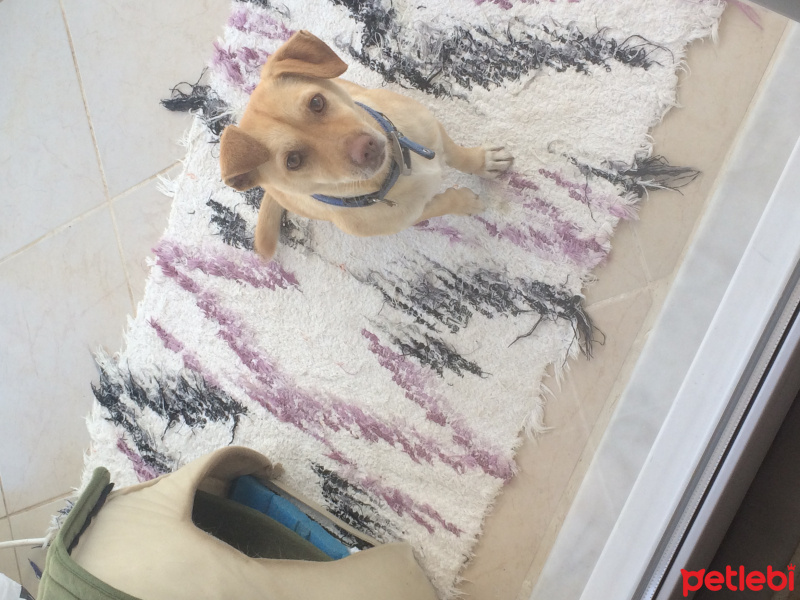 Jack Russell Terrier, Köpek  Minnak fotoğrafı